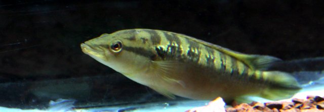 free 8 red belly
