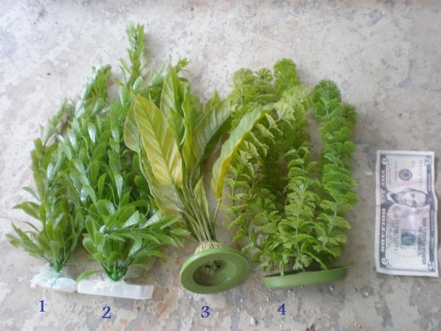 LgPlants.jpg