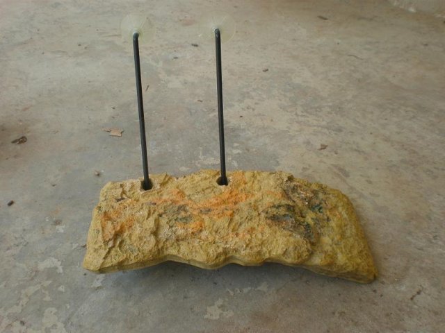 turtledock.JPG