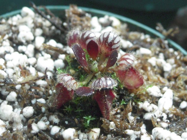 ceph_new growth.JPG
