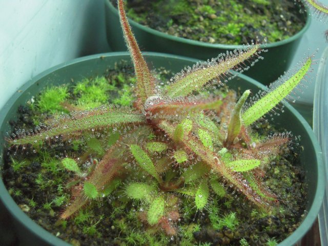 d. adelae.JPG