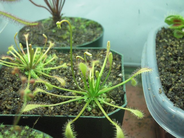 d. intermedia cuba_ flower stalk.JPG