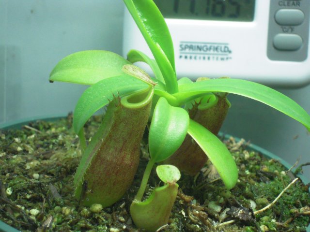 sanguinea.JPG