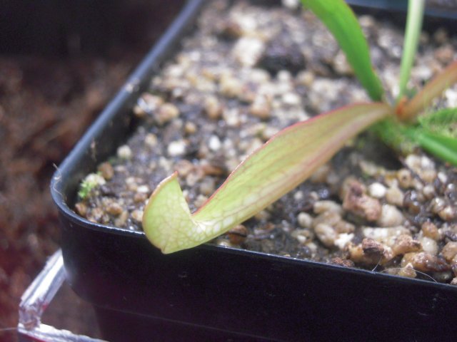 sar. psitacina.JPG