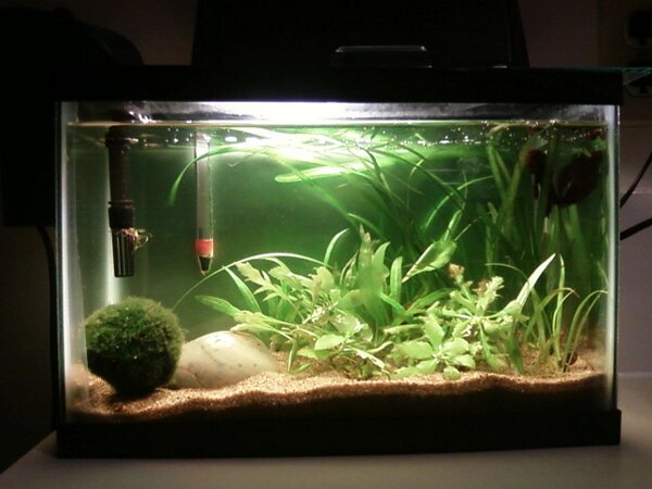 Unduh 440+ Background Aquarium Untuk Discus HD Terbaru