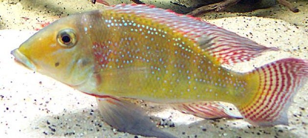Retroculus Xinguensis - Copy.jpg
