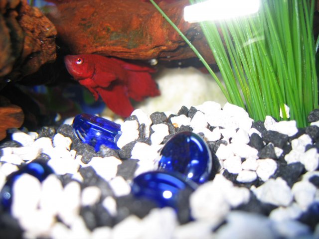 IMG_2636.jpg IMG_2636.jpg