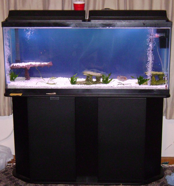 fish tanks 001.JPG