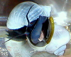 blue1.jpg