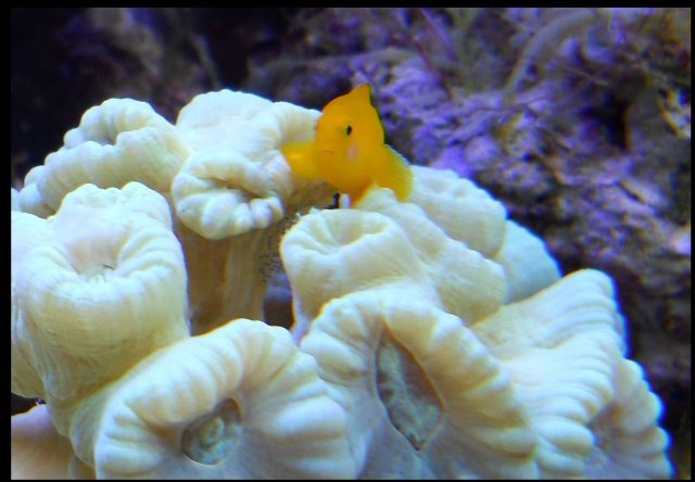 Yellow Clown Goby with Eggs.jpg