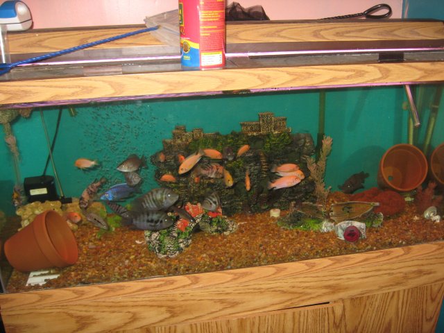 angel fish 011.JPG