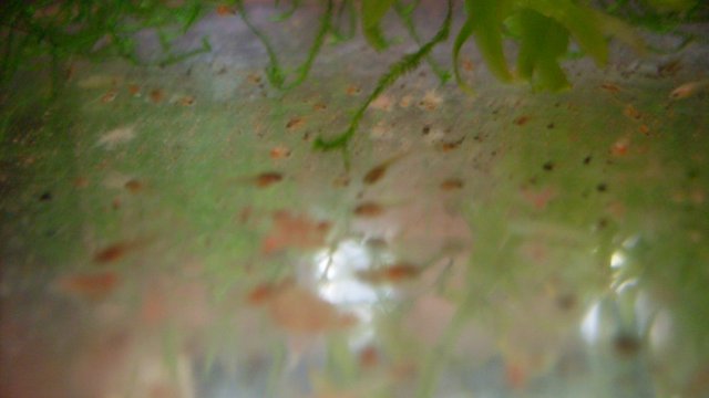SDC11829.JPG