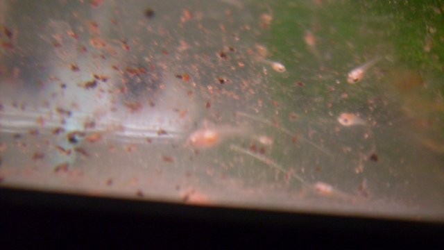 SDC11830.JPG