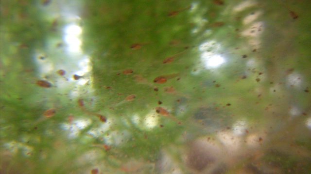 SDC11832.JPG