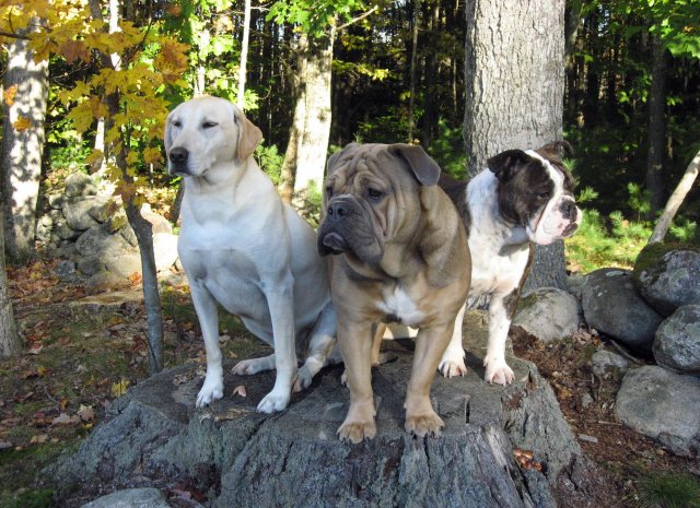 3stooges2.jpg