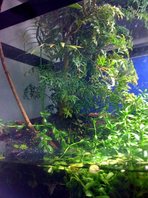 tree rotate 2.JPG