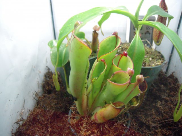 heliamphora het x min.JPG