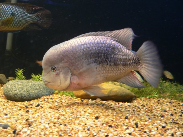 P1130927.JPG