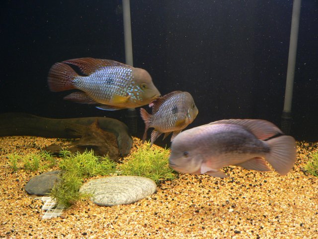 P1130945.JPG