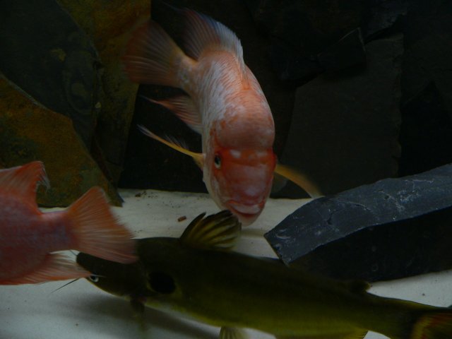 P1130781.JPG