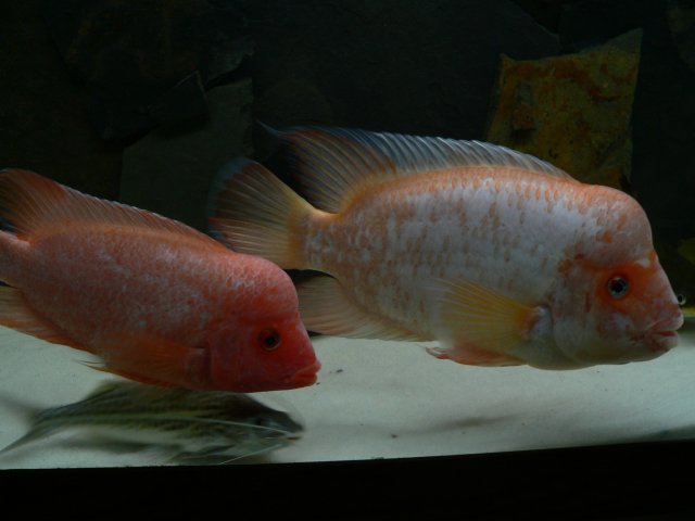 P1130795.JPG
