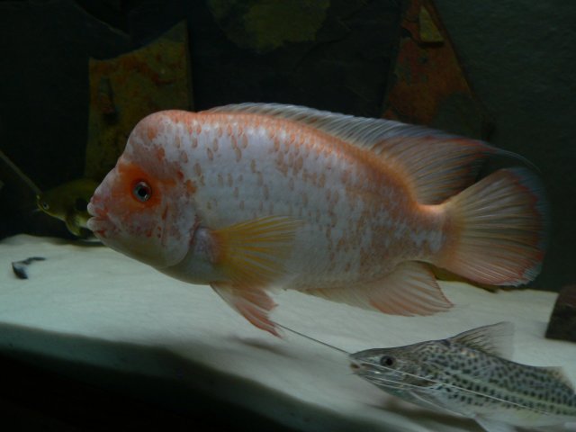 P1130797.JPG