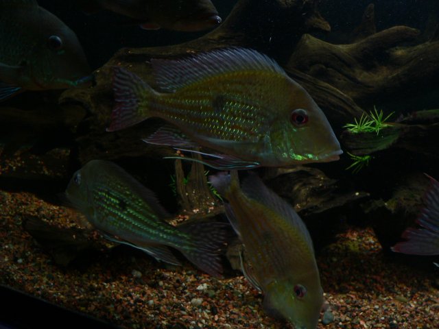 P1130850.JPG