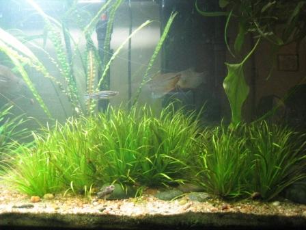 Blyxa Japonica.JPG
