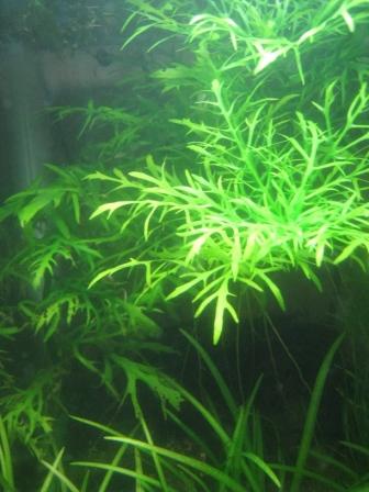 Hygro-Difformis.JPG