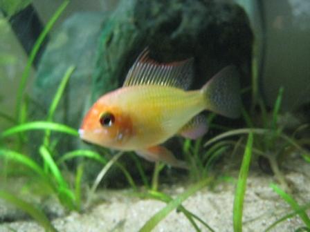 Gold Ram 1.JPG