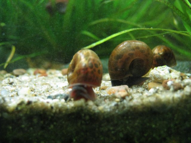 Ramshorn.JPG