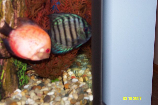 Discus 004.jpg Discus 004.jpg
