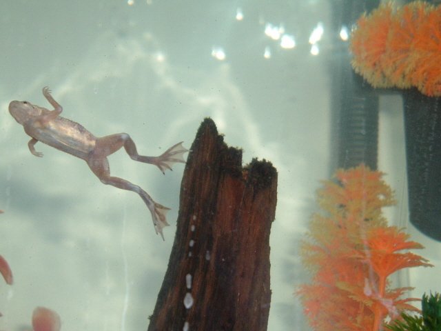 fish31807 010crop.jpg