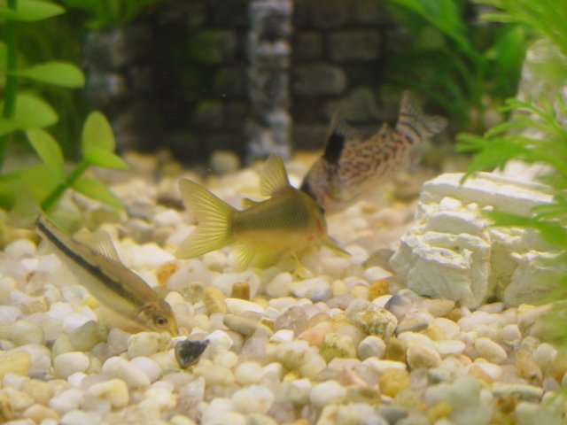 Petco Siamese Algae Eater 2024 jacksonvillechristianacademy