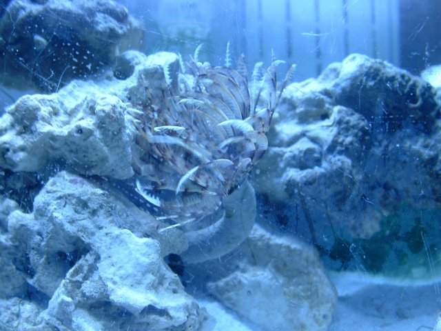 fish pics 002.jpg