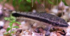 otocinclus%20affinis.jpg