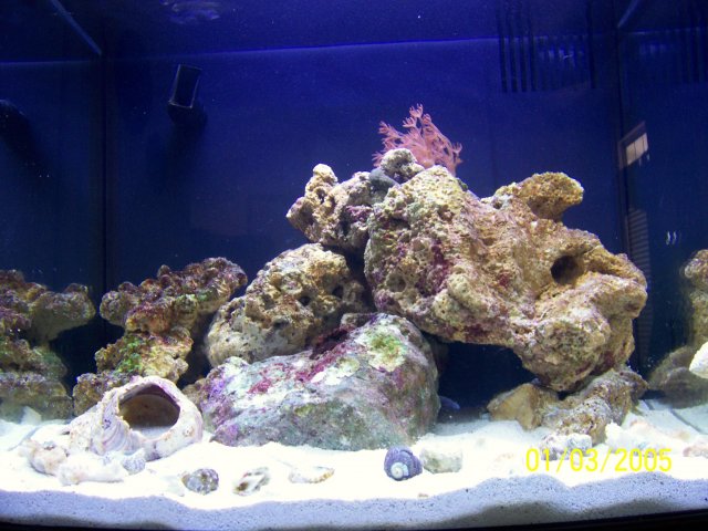Aquarium Pics 001.jpg