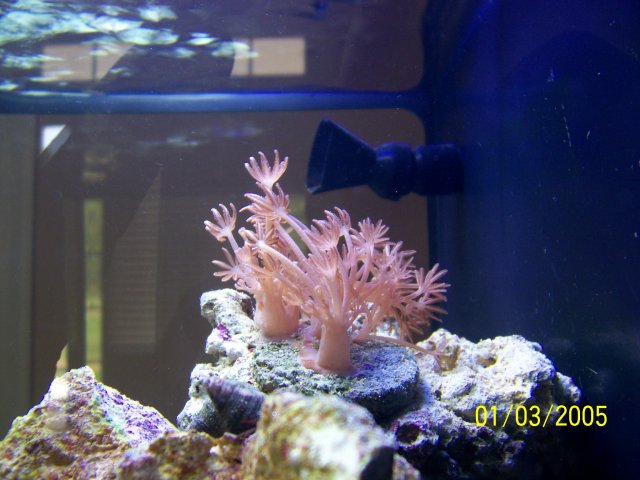 Aquarium Pics 005.jpg