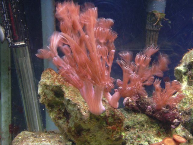 fish macro 001.jpg