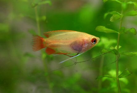 picture of a flamingo gourami.jpg