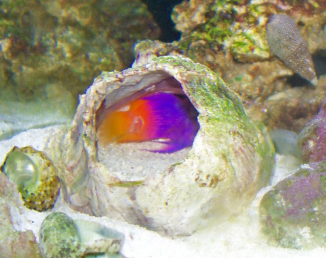 Sick Fish 011_edited.jpg