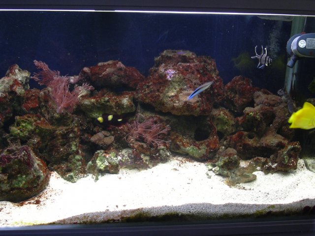 fish 007.jpg