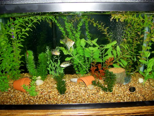 clear new tank 2-4-07.JPG