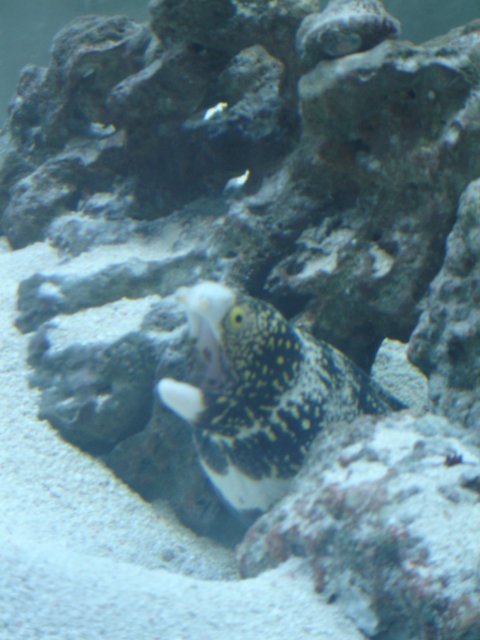 Mr. Eel.JPG