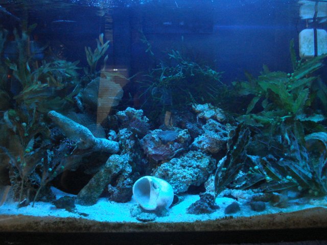 tanks7 018.jpg