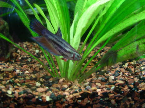 my female betta.jpg