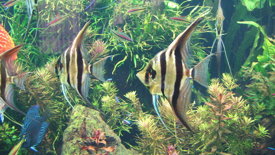 Canonpic2(4-01-2007 047100kb resize.jpg