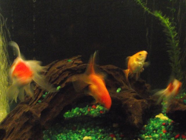 fish tank pics 021.jpg