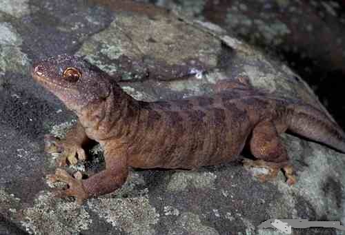 lizard.jpg