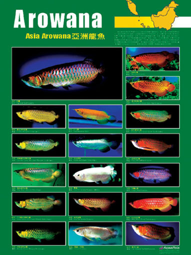 arowana.jpg